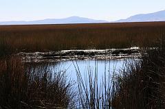 758-Lago Titicaca,isole galleggianti,13 luglio 2013
